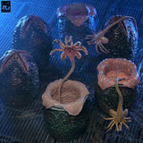 NECA Aliens Carton of Alien Eggs (40th Anniversary) 6er-Pack Zubehör-Set