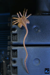 NECA Aliens Ultimate Actionfigur Warrior (1986) Xenomorph Black (40th Anniversary) 23 cm