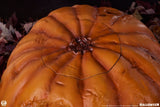 Premium Collectibles Studio Halloween Jack-O-Lantern 1/1 Statue