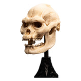 Weta Workshop Der Herr der Ringe Lurtz Schädel Mini Statue