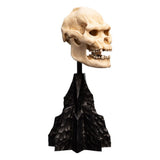 Weta Workshop Der Herr der Ringe Lurtz Schädel Mini Statue