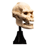 Weta Workshop Herr der Ringe Mini Statue Skull of Lurtz 14 cm