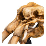 Weta Workshop Herr der Ringe Skull of a Mumak Mini Statue