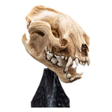 Weta Workshop Herr Der Ringe Skull Of A Warg Mini Statue