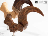 Jurassic Park Velociraptor Foot And Fossil Claw Set ECC Elite Creature Line Statue