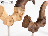 Jurassic Park Velociraptor Foot And Fossil Claw Set ECC Elite Creature Line Statue