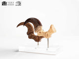 Jurassic Park Velociraptor Foot And Fossil Claw Set ECC Elite Creature Line Statue