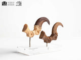 Jurassic Park Velociraptor Foot And Fossil Claw Set ECC Elite Creature Line Statue