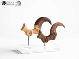 Jurassic Park Velociraptor Foot And Fossil Claw Set ECC Elite Creature Line Statue