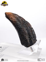 Jurassic Park Velociraptor Toenail Type A 1/1 Replik